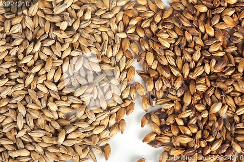 Image of malt grains