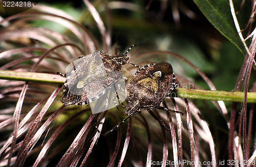 Image of Pair of Sloe Bug on Clematis. Dolycoris baccarum.