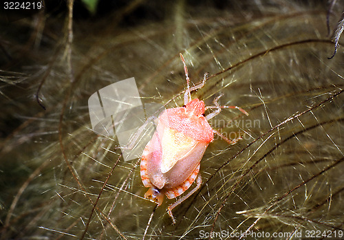 Image of New hatched Sloe bug on Clematis. Dolycoris baccarum.