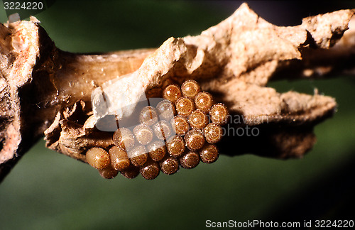 Image of Egg of Sloe Bug.