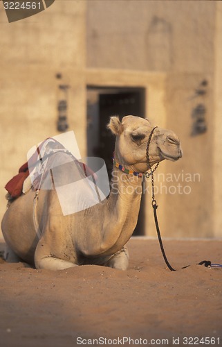Image of ARABIA EMIRATES DUBAI