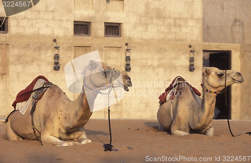 Image of ARABIA EMIRATES DUBAI