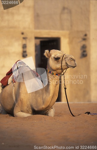 Image of ARABIA EMIRATES DUBAI