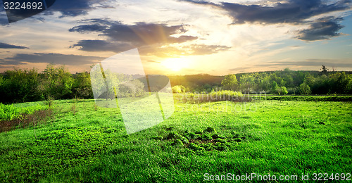 Image of Green grass and trees