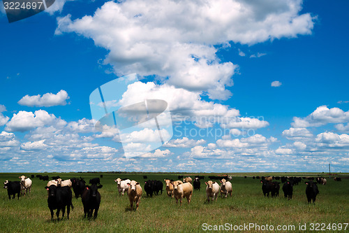 Image of Cows Come When Called Beautiful Day Ranch Livestock