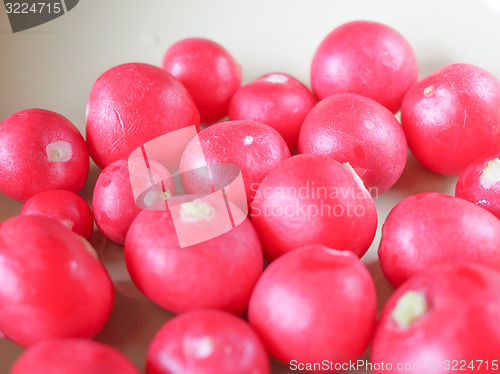 Image of Radish vegetable 