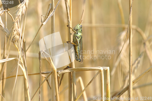 Image of grasshopper