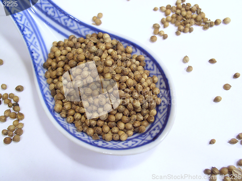 Image of Cooking spice - Coriander seeds