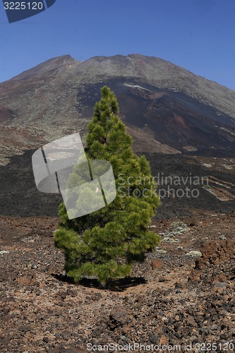 Image of SPAIN CANARY ISLANDS TENERIFE