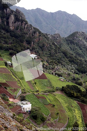 Image of SPAIN CANARY ISLANDS TENERIFE