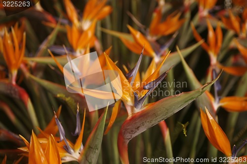 Image of SPAIN CANARY ISLANDS TENERIFE