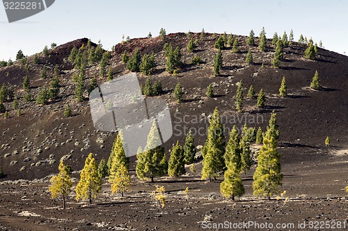 Image of SPAIN CANARY ISLANDS TENERIFE