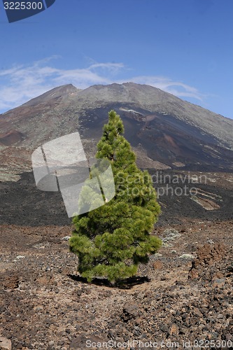 Image of SPAIN CANARY ISLANDS TENERIFE