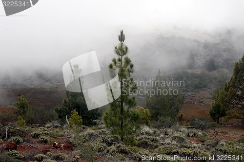 Image of SPAIN CANARY ISLANDS TENERIFE