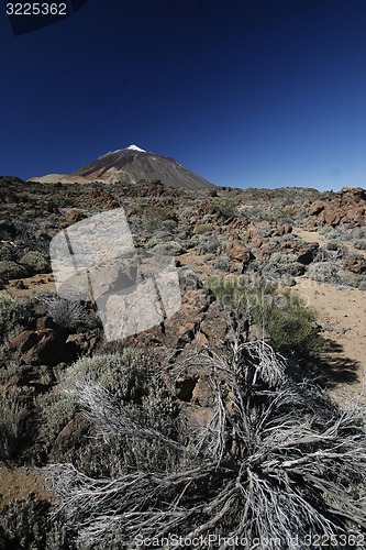 Image of SPAIN CANARY ISLANDS TENERIFE