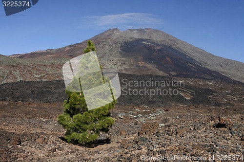 Image of SPAIN CANARY ISLANDS TENERIFE