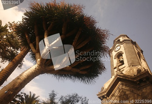 Image of SPAIN CANARY ISLANDS TENERIFE