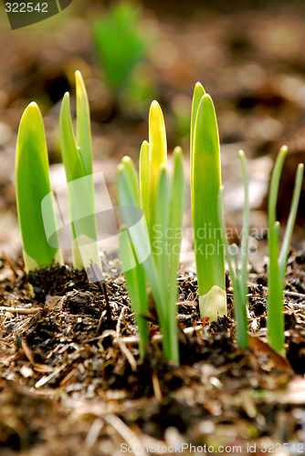 Image of Spring shoots
