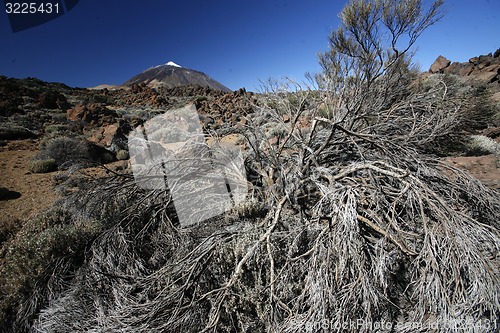 Image of SPAIN CANARY ISLANDS TENERIFE