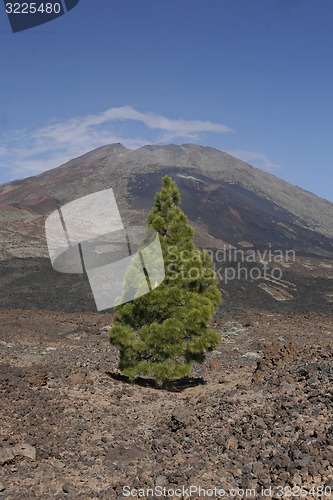 Image of SPAIN CANARY ISLANDS TENERIFE