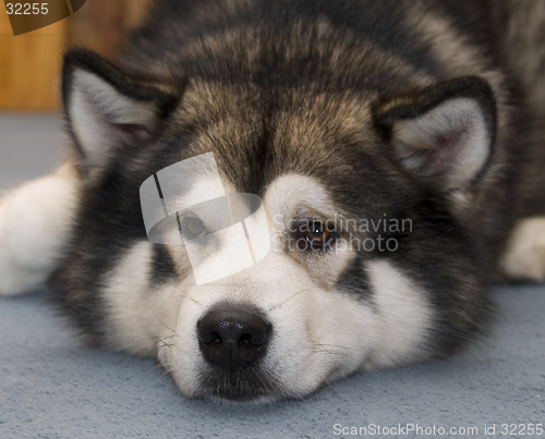 Image of Alaskan Malamute Dog