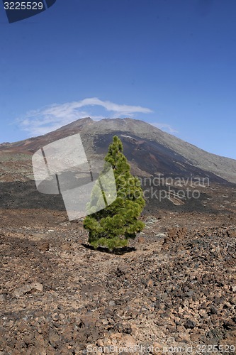 Image of SPAIN CANARY ISLANDS TENERIFE