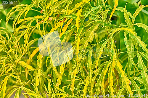 Image of Green leaf, macro at sunny day.