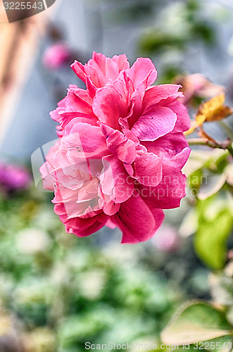 Image of Pink Flowers Blossoming Tree Branch