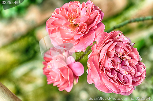 Image of Pink Flowers Blossoming Tree Branch