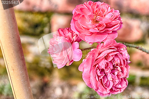 Image of Pink Flowers Blossoming Tree Branch