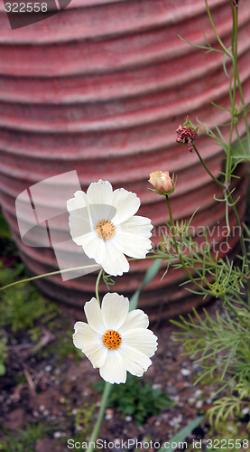 Image of Flowers for spring.