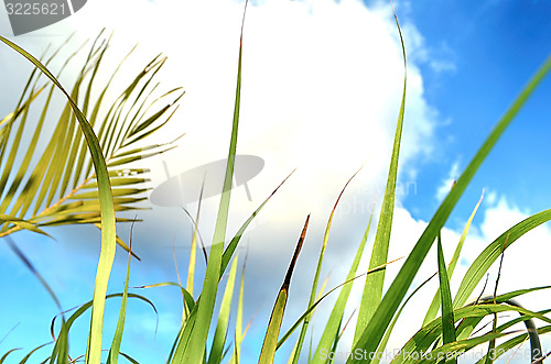 Image of abstract view of green grass over the blue sky