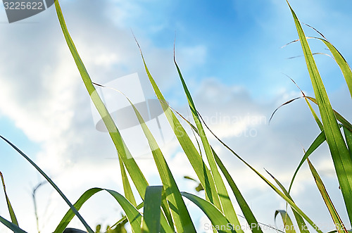 Image of abstract view of green grass over the blue sky