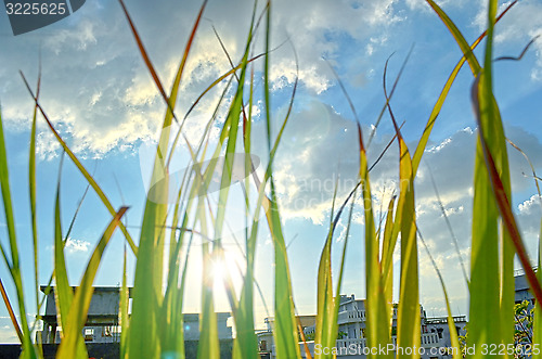 Image of abstract view of green grass over the blue sky