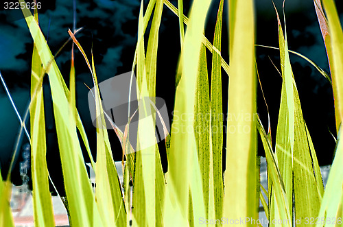 Image of abstract view of green grass over the blue sky