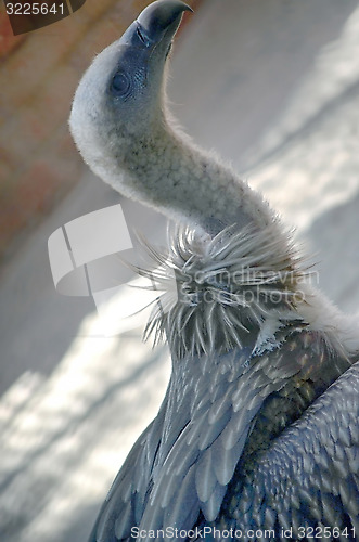 Image of Portrait of an American Bald Eagle