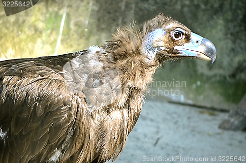 Image of Portrait of an American Bald Eagle