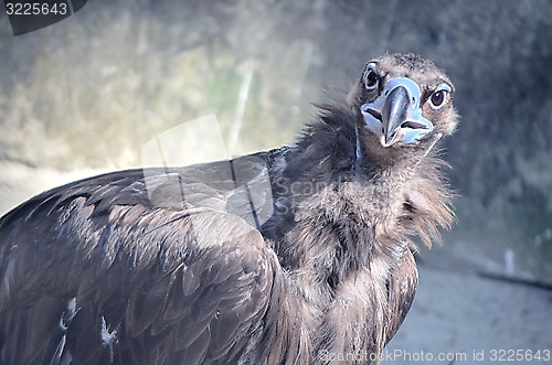 Image of Portrait of an American Bald Eagle