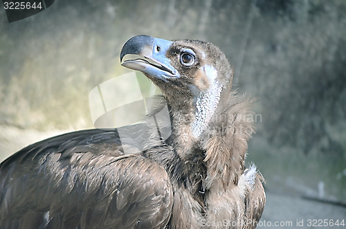 Image of Portrait of an American Bald Eagle