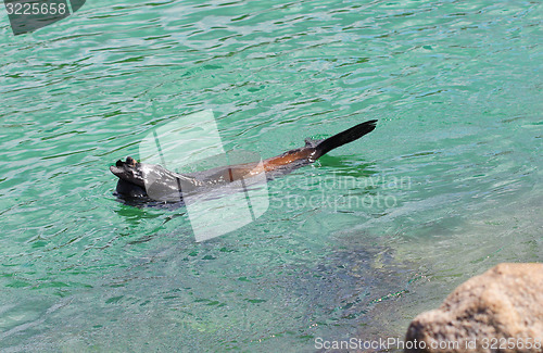 Image of Hide and Seek - Australian Fur Seal (Sea Lion)