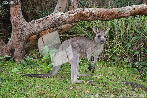 Image of Kangaroo in the bush