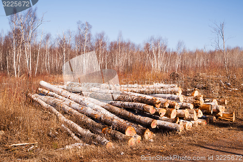 Image of Trees Logs Sit Stacked Northern Minnesota Logging Operation