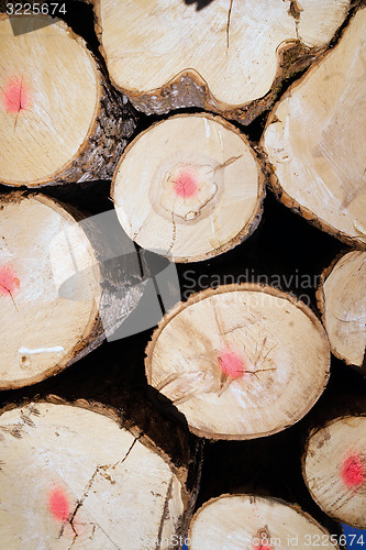 Image of Trees Logs Sit Stacked Northern Minnesota Logging Operation