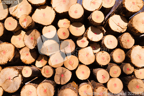 Image of Trees Logs Sit Stacked Northern Minnesota Logging Operation