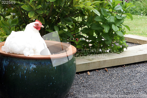 Image of Chicken