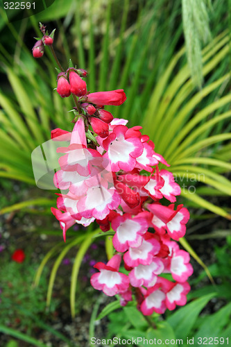 Image of Flowers for spring.
