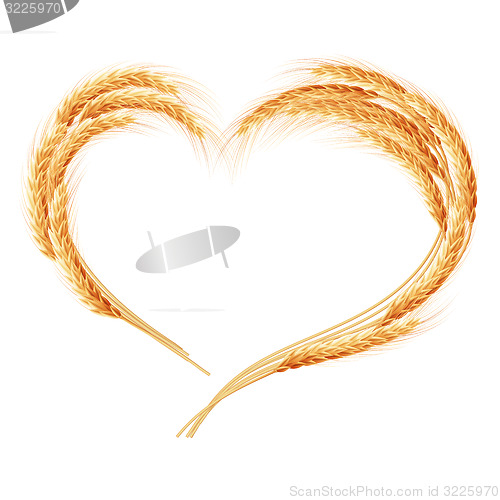 Image of Wheat ears isolated on the white background