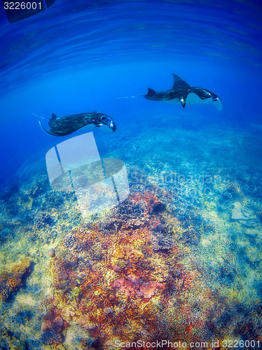 Image of Manta Rays