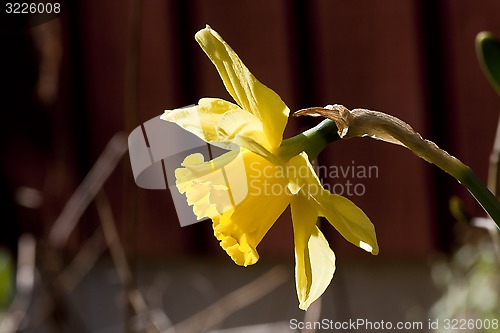 Image of daffodil