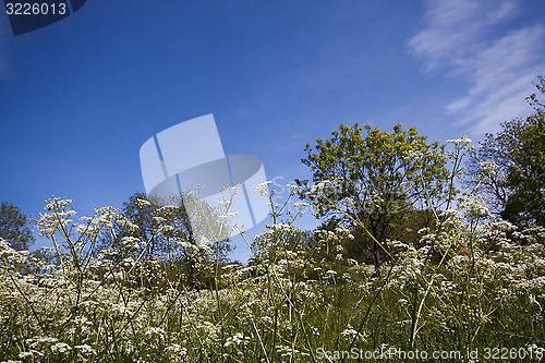 Image of summer meadows